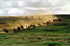 Iceland-East and South-Egilsstadir Saga Tour